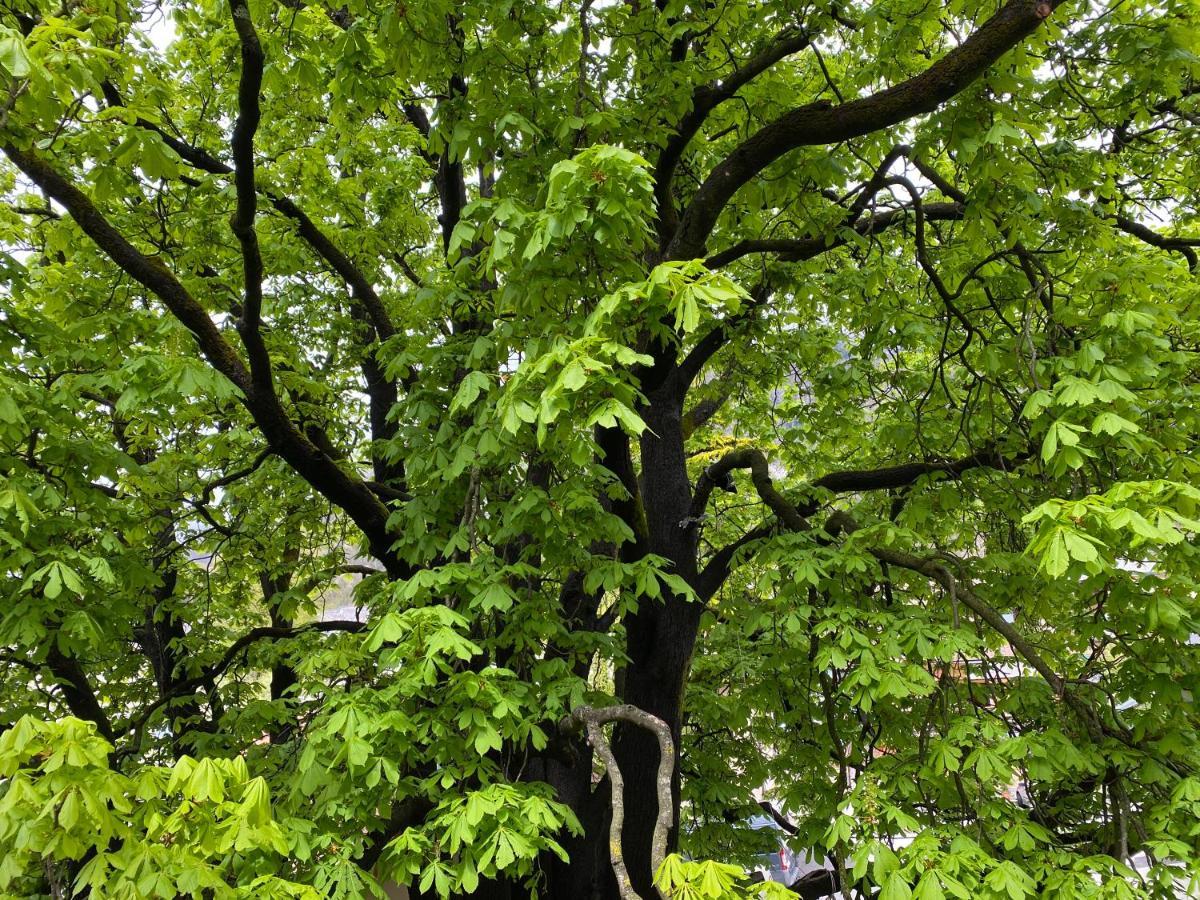 Green Corner Of Bovec - Apartment Bovec Esterno foto